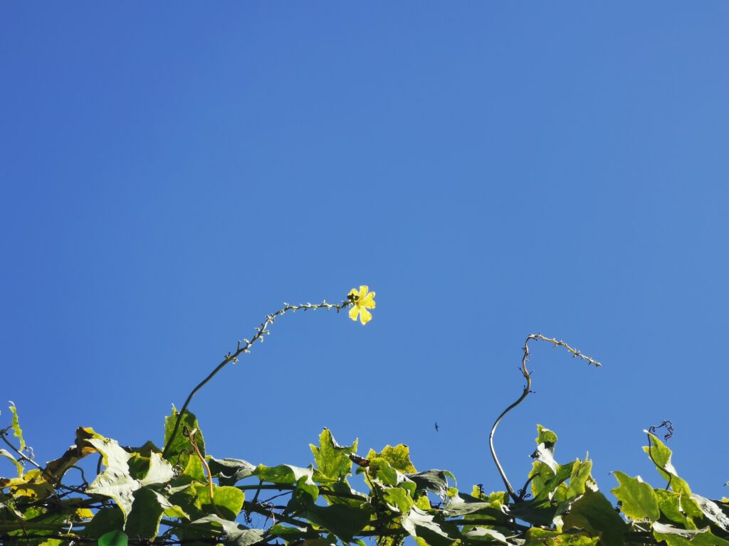 flowers with blue sky