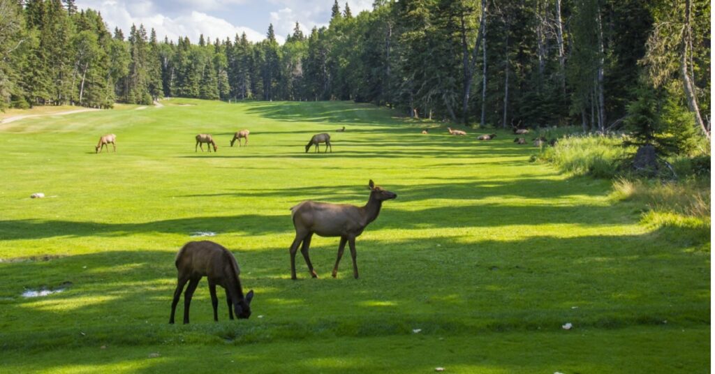 peaceful forest with some animal living here